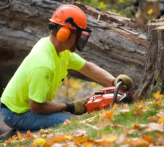 tree services Rossmoyne